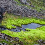 Hornstrandir, Iceland