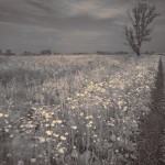 Infrared Photography