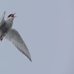 arctic tern